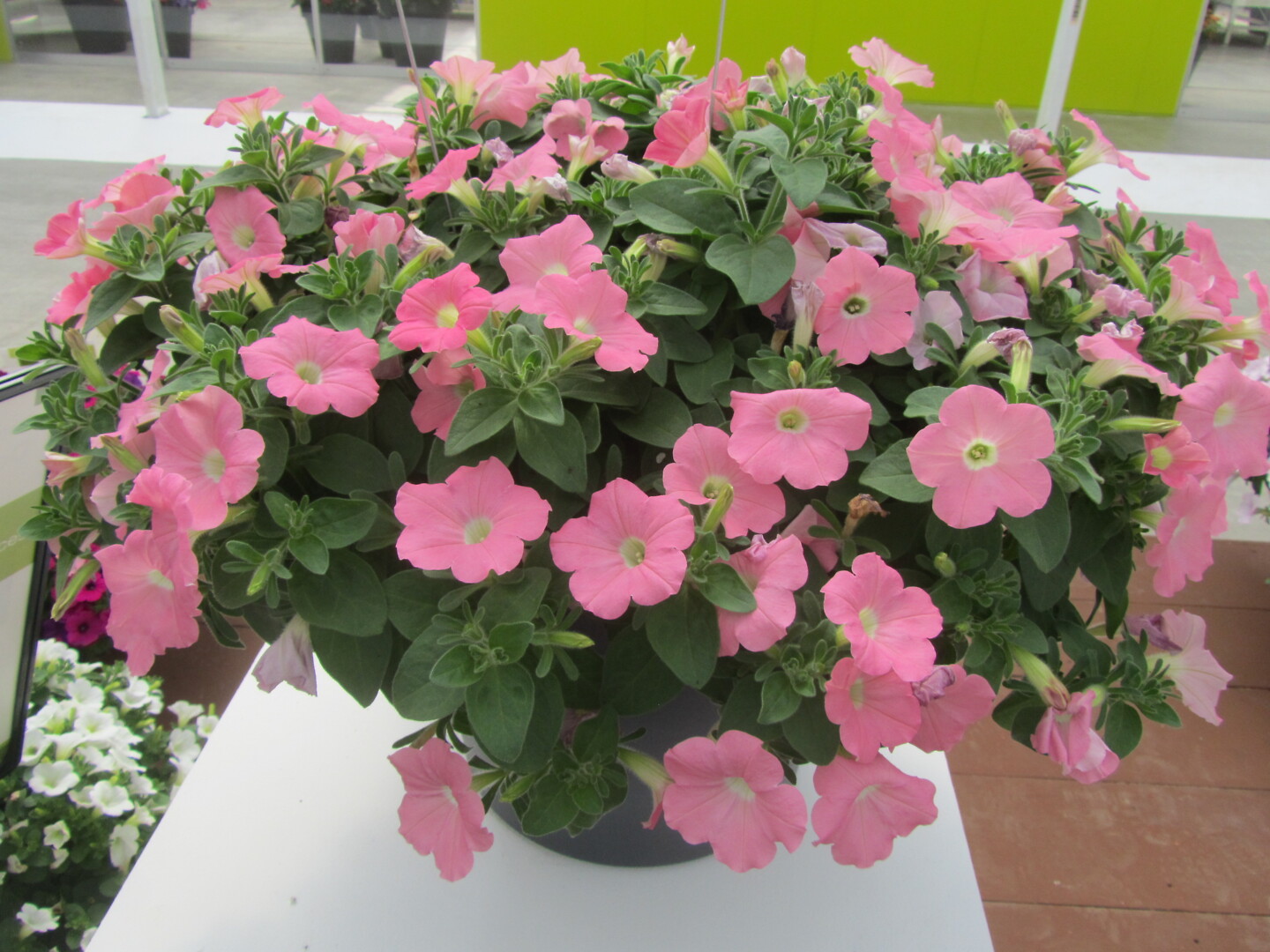 Petunia hybrid Dekko Bright Pink