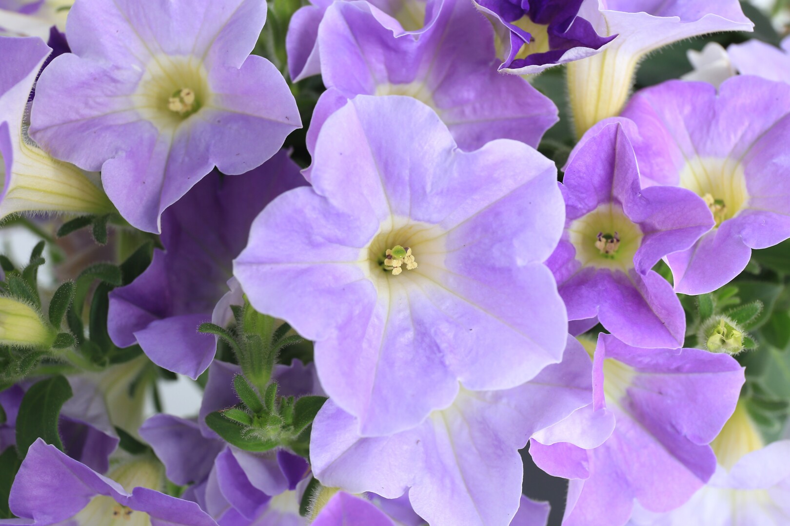 Petunia hybrid Dekko Light Blue