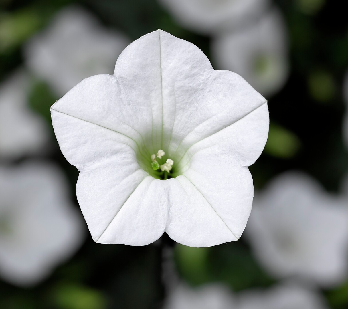 Petunia hybrid Dekko White