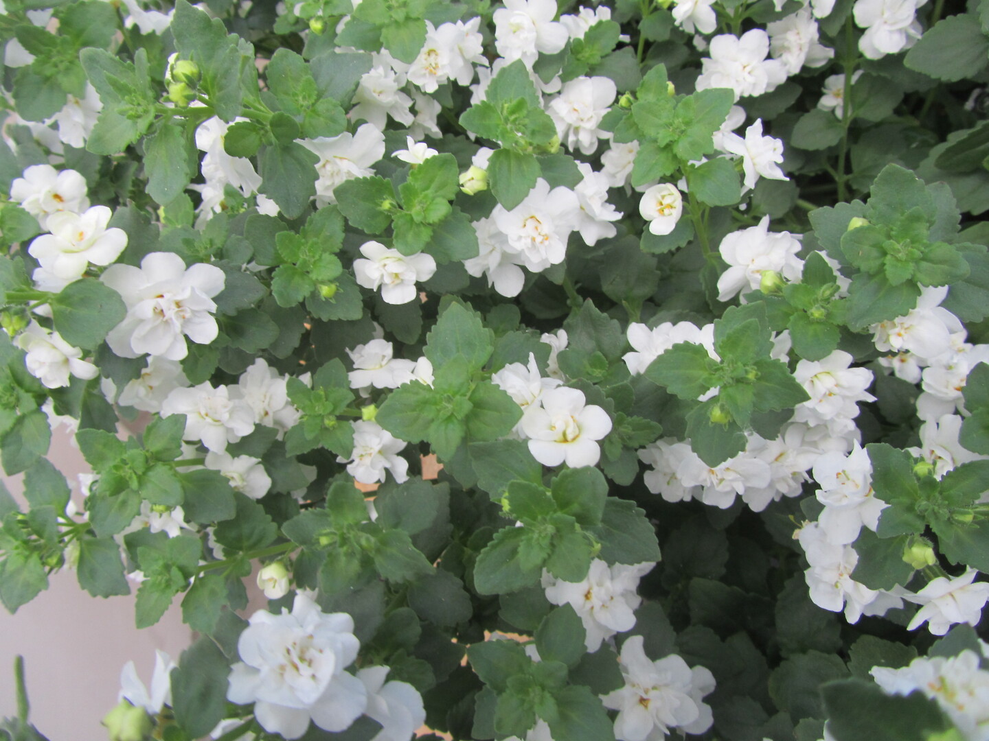 Sutera cordata Scopia® Double Snowball