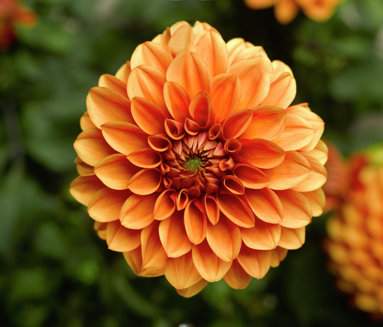 Dahlia x hortensis Midalio Orange