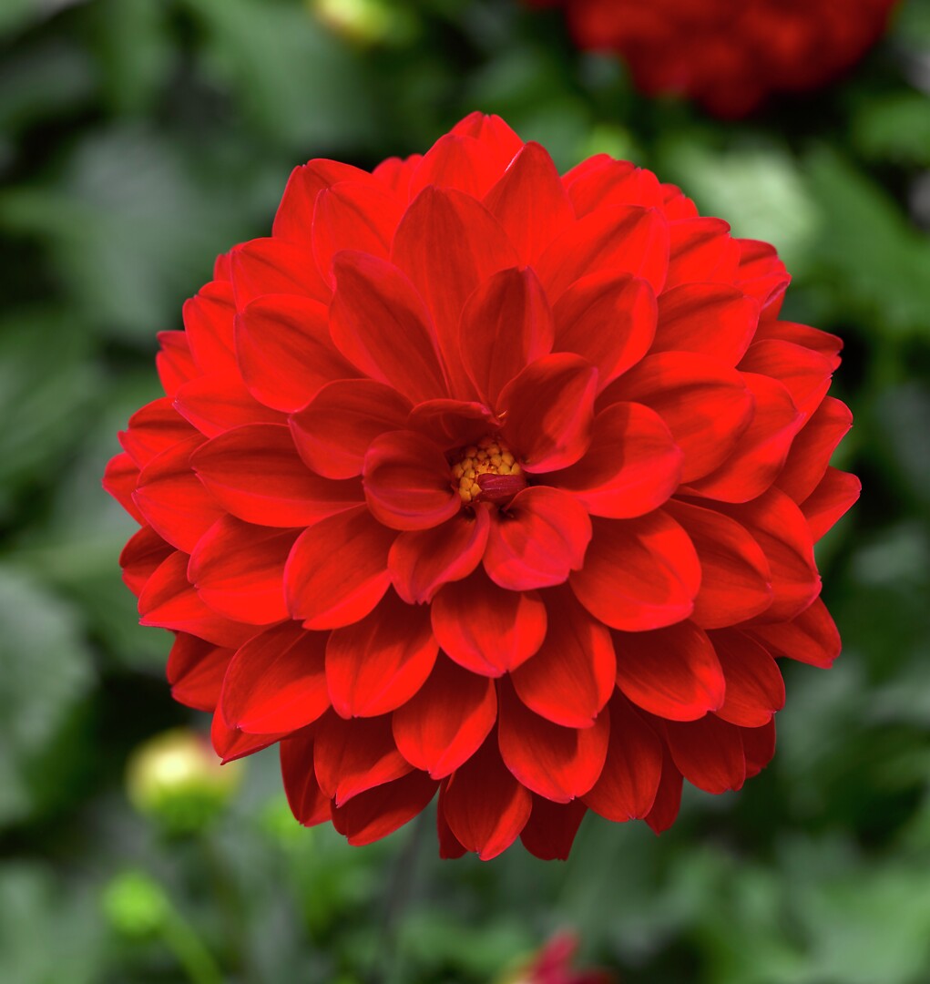 Dahlia x hortensis Midalio Scarlet