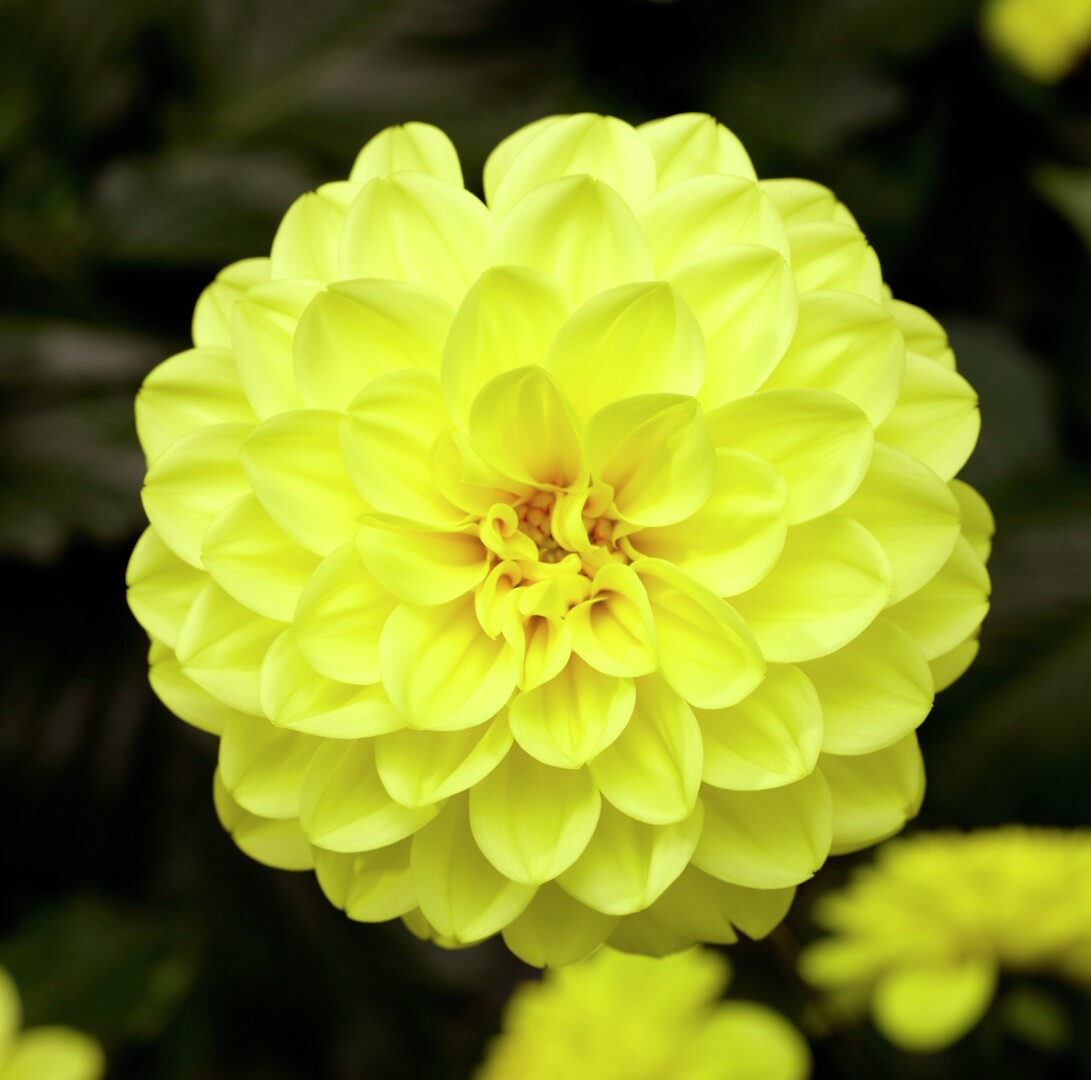 Dahlia x hortensis Midalio Yellow