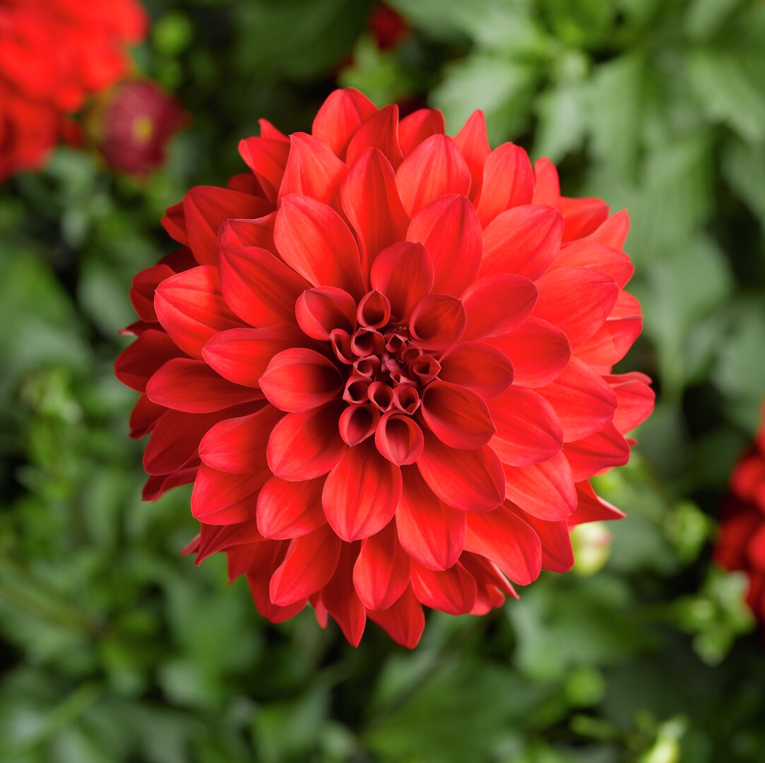 Dahlia x hortensis Grandalia Red
