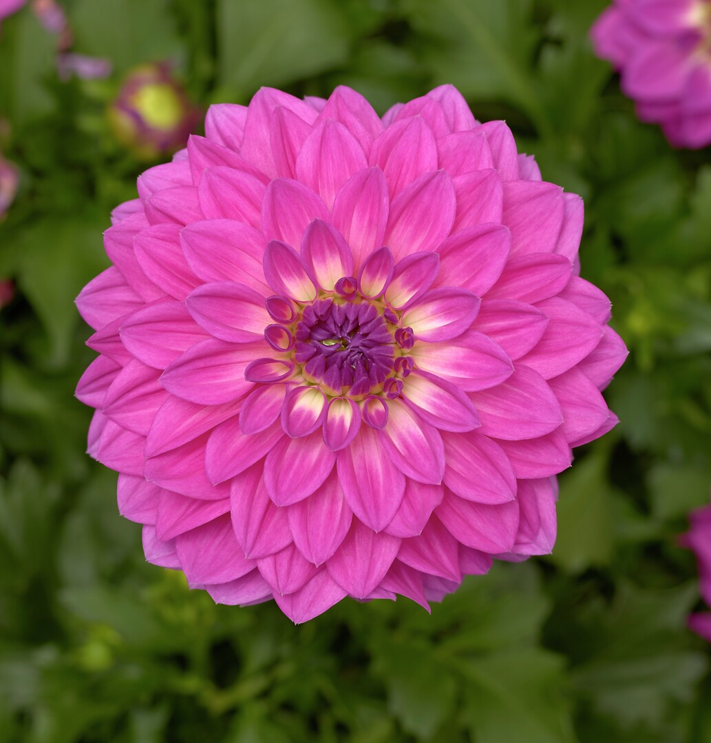 Dahlia x hortensis Grandalia Rose