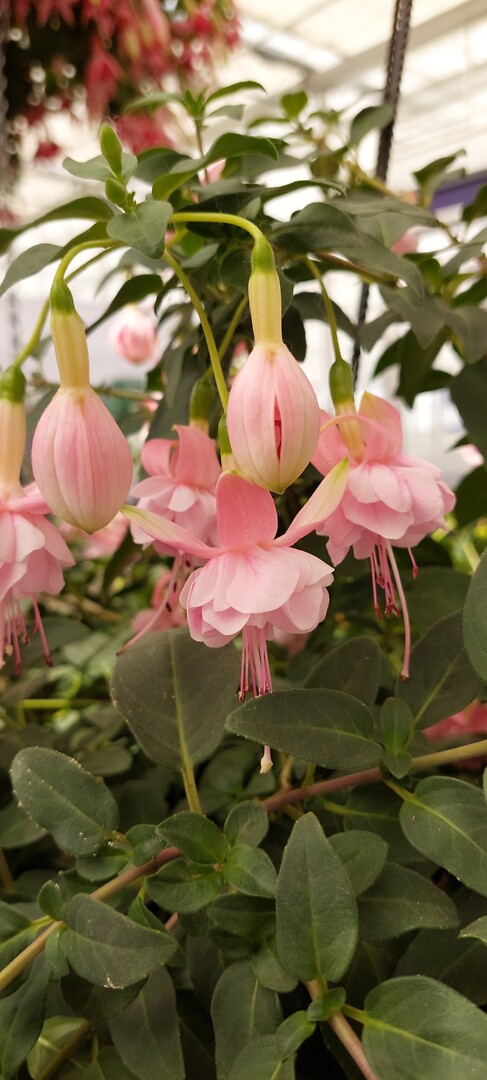 Fuchsia Claudia