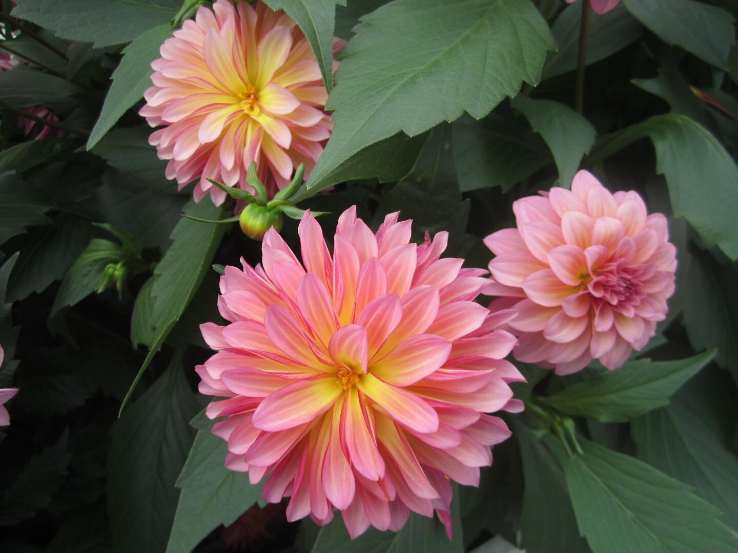 Dahlia x hortensis Grandalia Sunrise