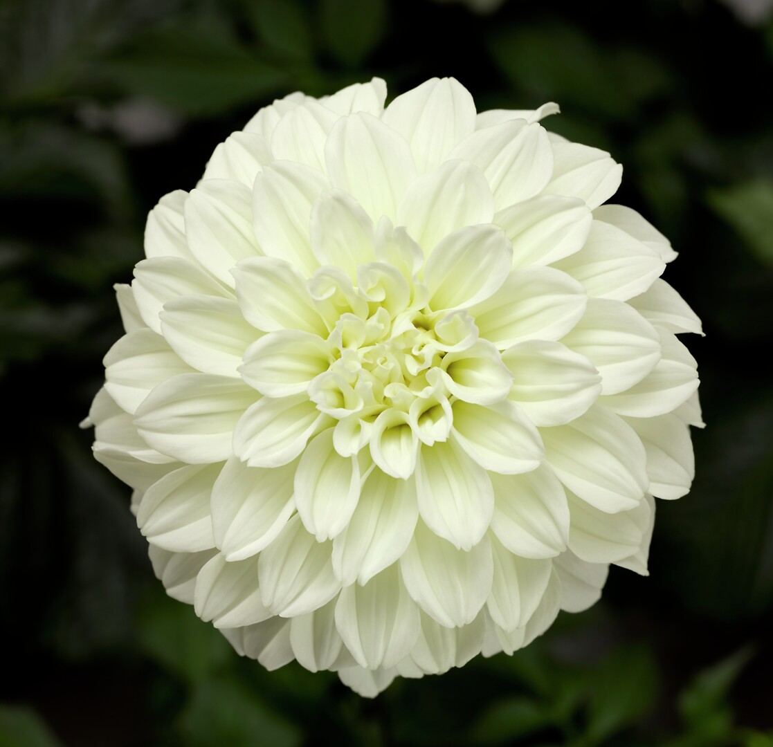 Dahlia x hortensis Grandalia White