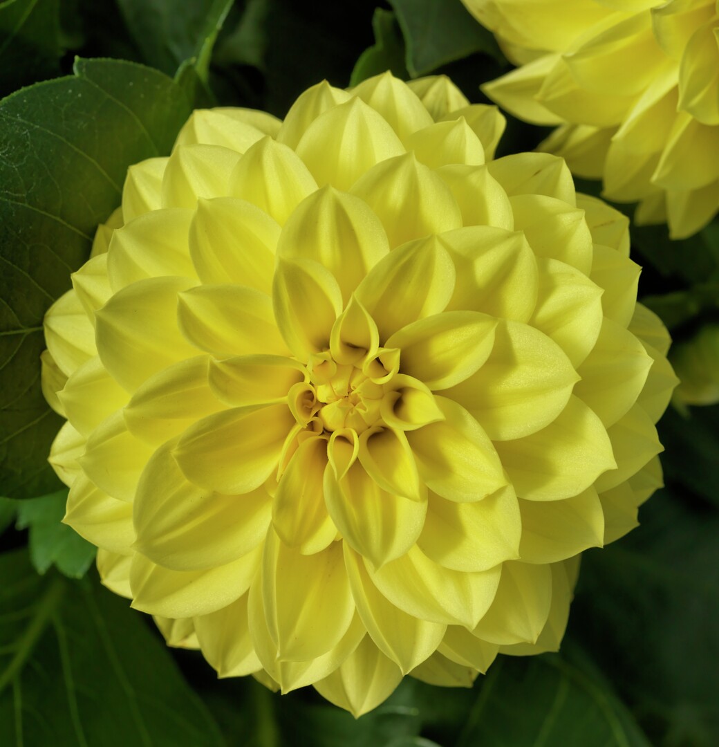 Dahlia x hortensis Grandalia Yellow