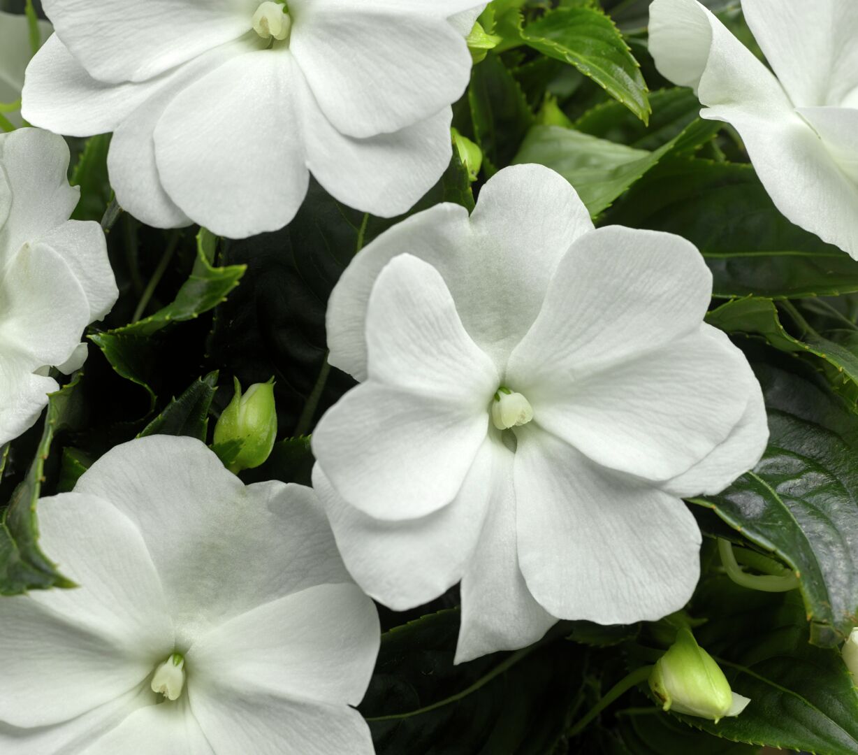 Impatiens hawkeri Sonic® White Imp