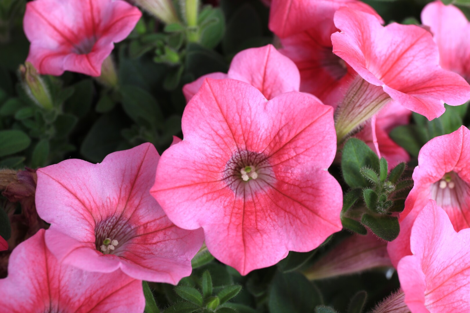 Petunia hybrid Dekko Rose Star