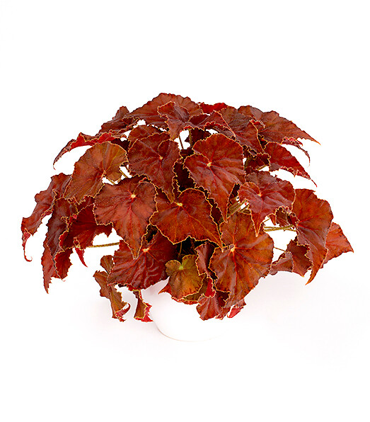 Begonia rex hybrid Beleaf® Amber Love