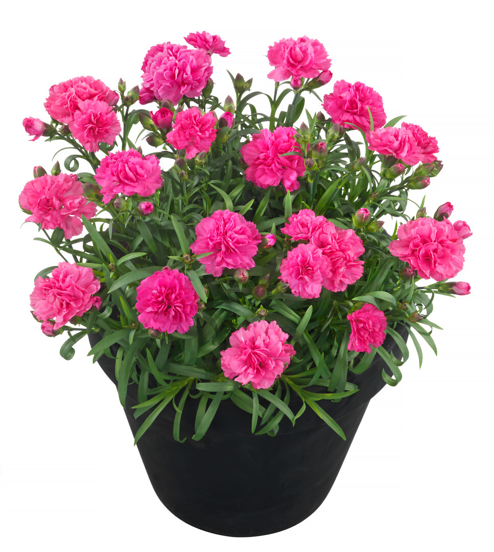 Dianthus caryophyllus Sunflor® Lady Beetle