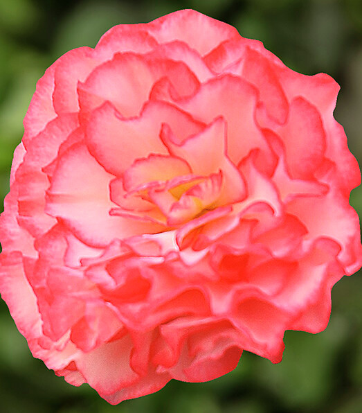 Begonia tuberhybrida Nonstop Rose Picotee