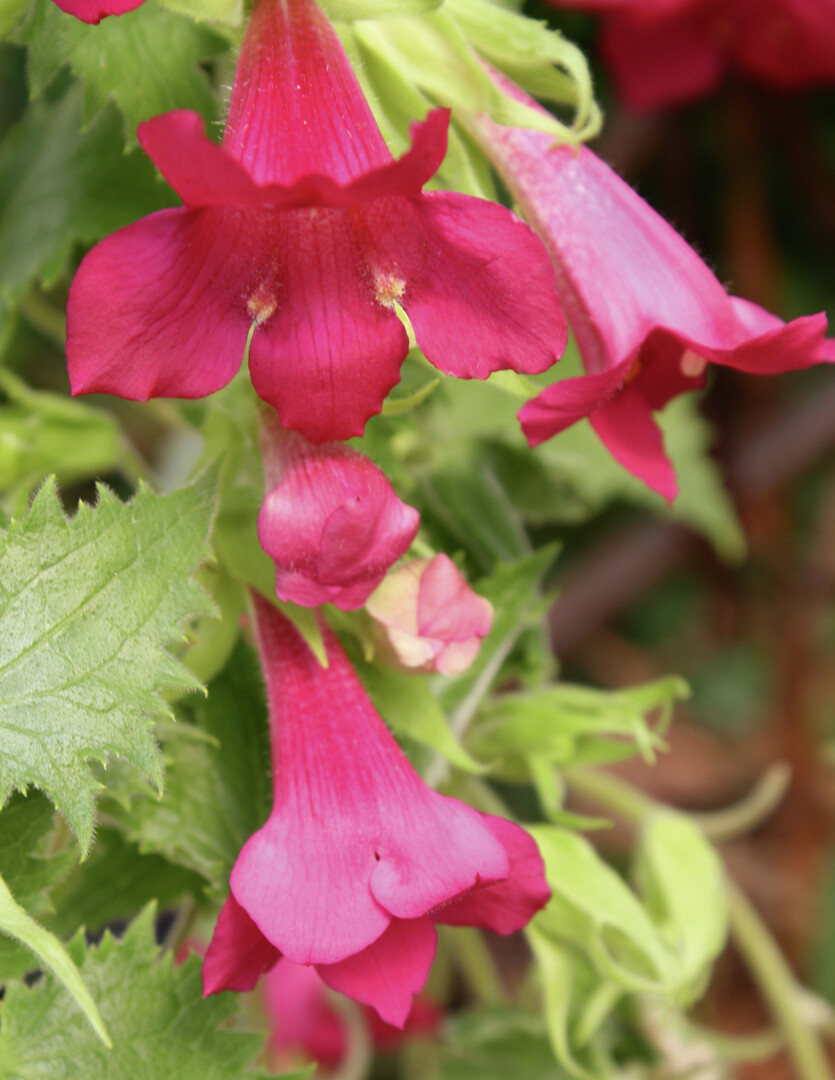 Lophospermum hybrid Lofos® Wine Red