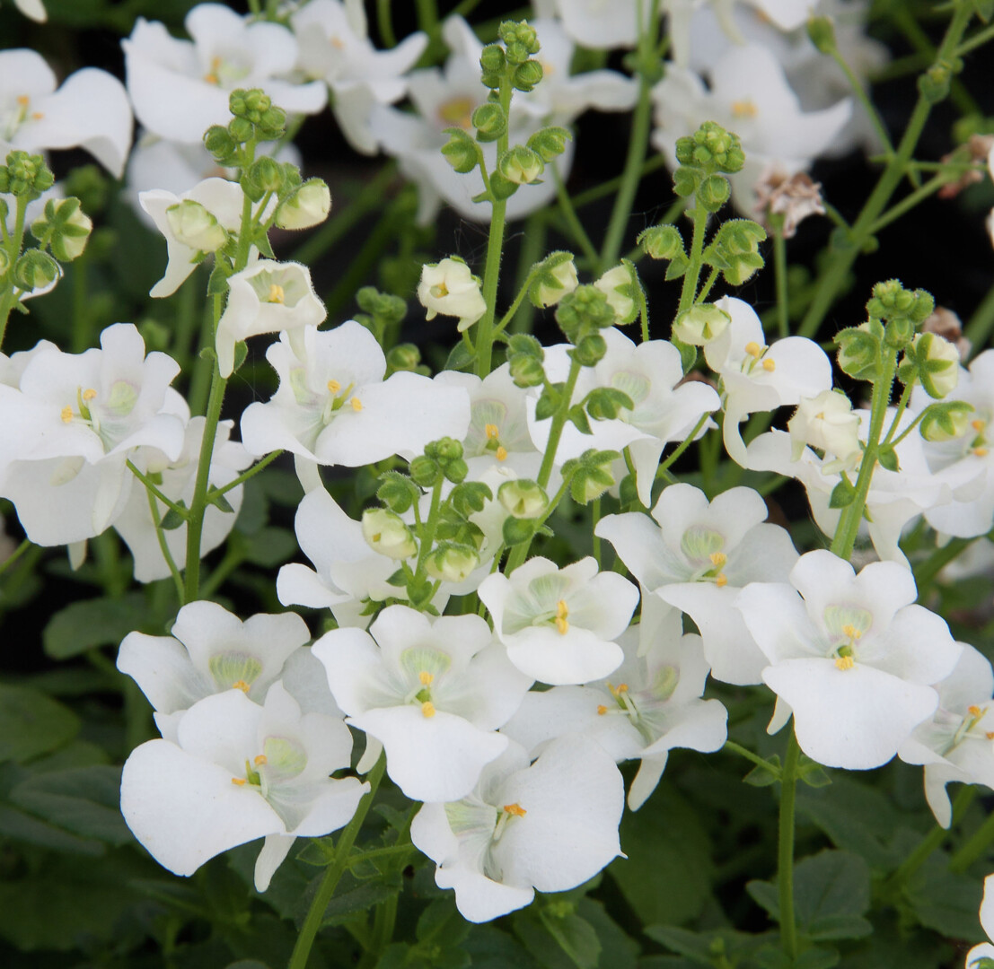 Diascia Barberae Elfjes® White Imp
