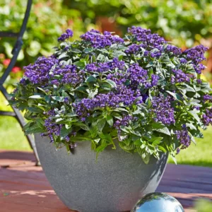 Heliotropium arborescens Nautilus® Blue