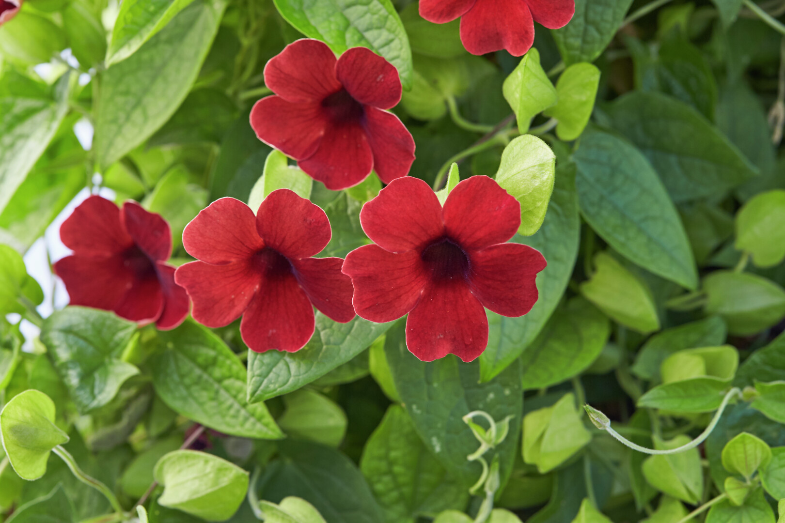 Thunbergia alata Sunny Susy® Cherry
