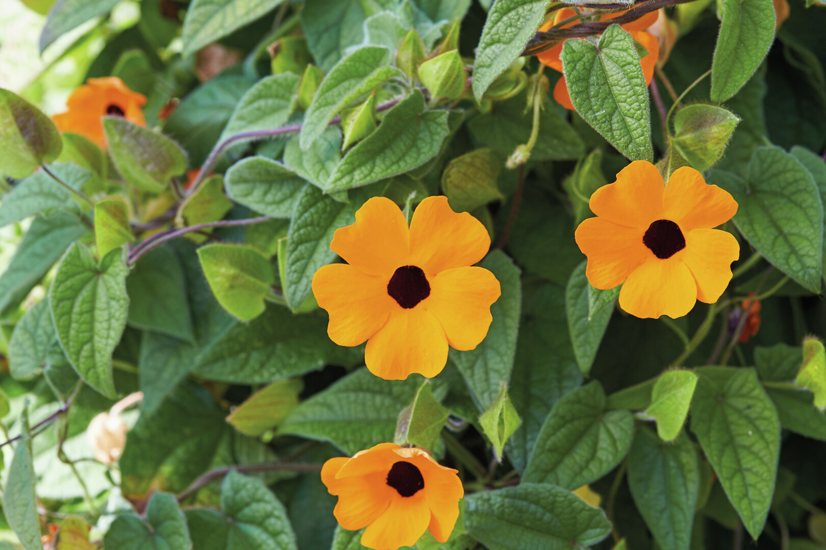 Thunbergia alata Sunny Susy® Orange Eye
