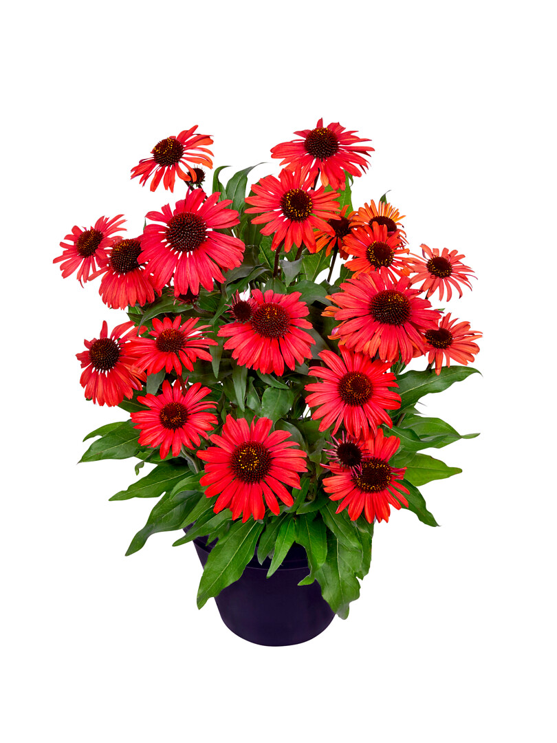Echinacea hybrid MOOODZ® Devotion