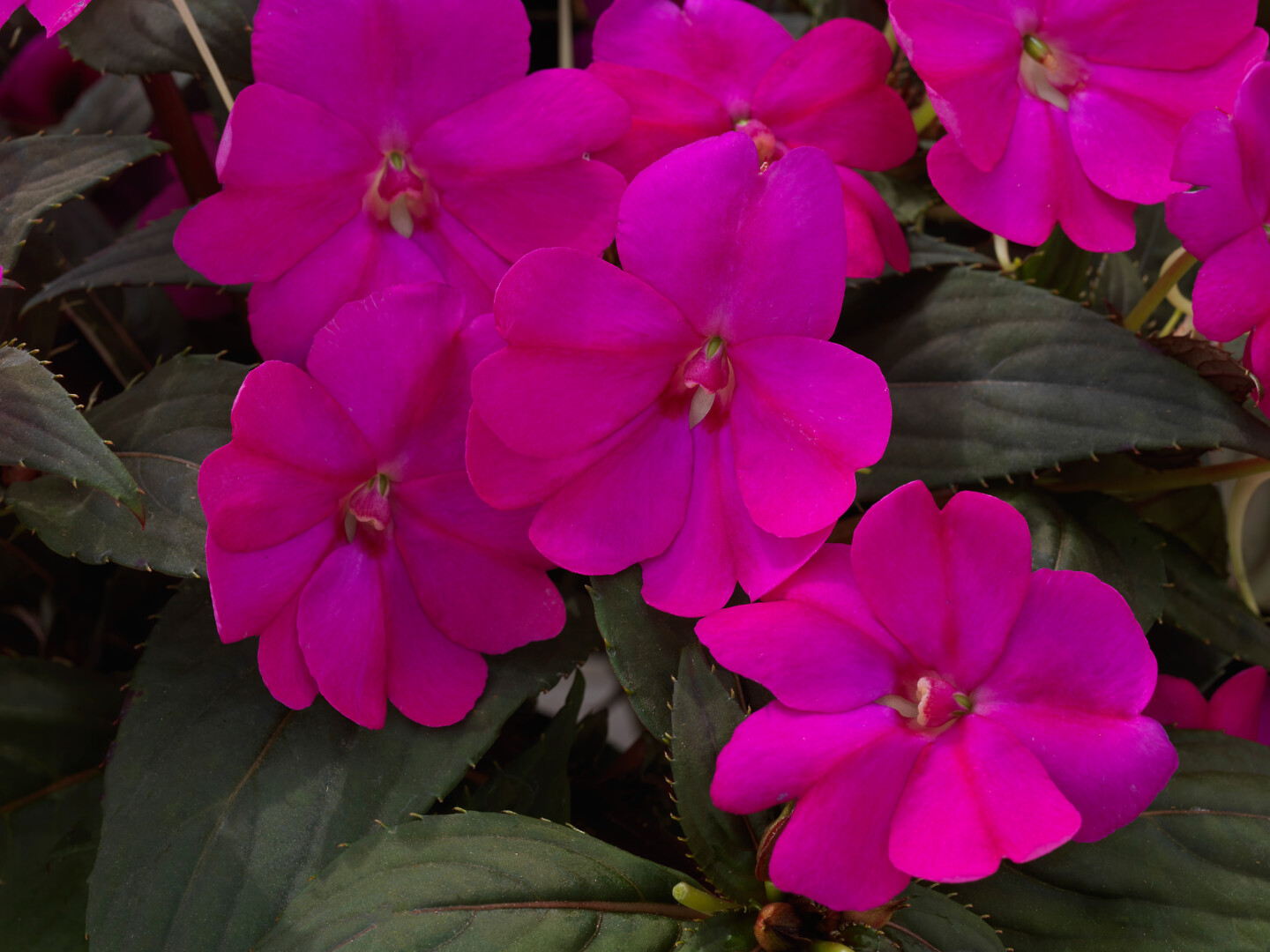 Impatiens x Neu-Guinea SunPatiens® Compact Lilac Imp