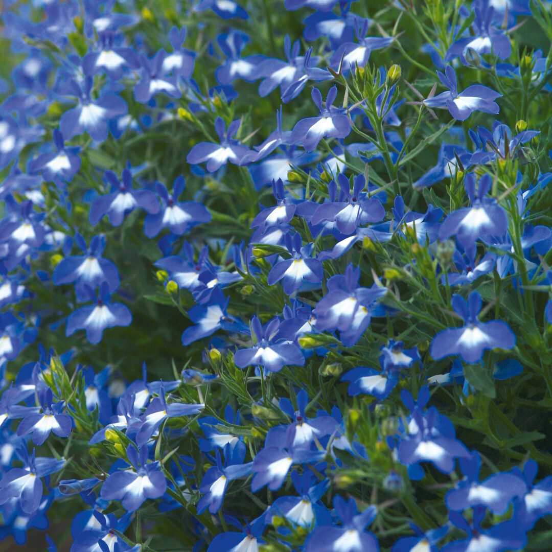 Lobelia erinus Suntropics® Blue Eye