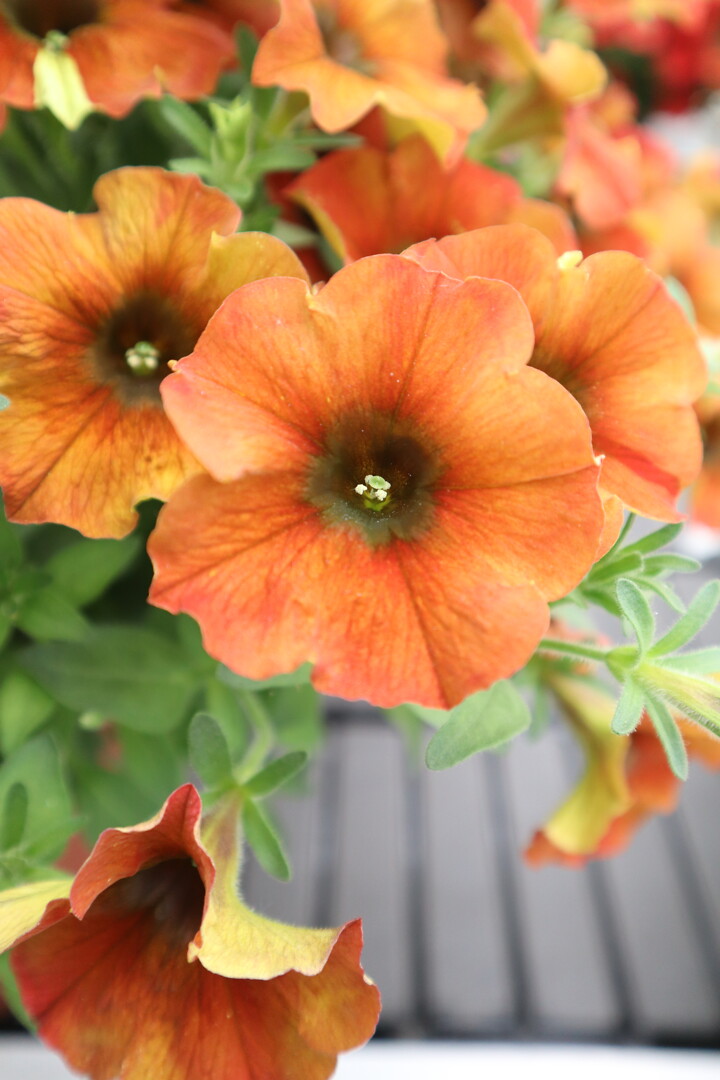 Petunia x atkinsiana PETCHOA BeautiCal® Sunset Orange