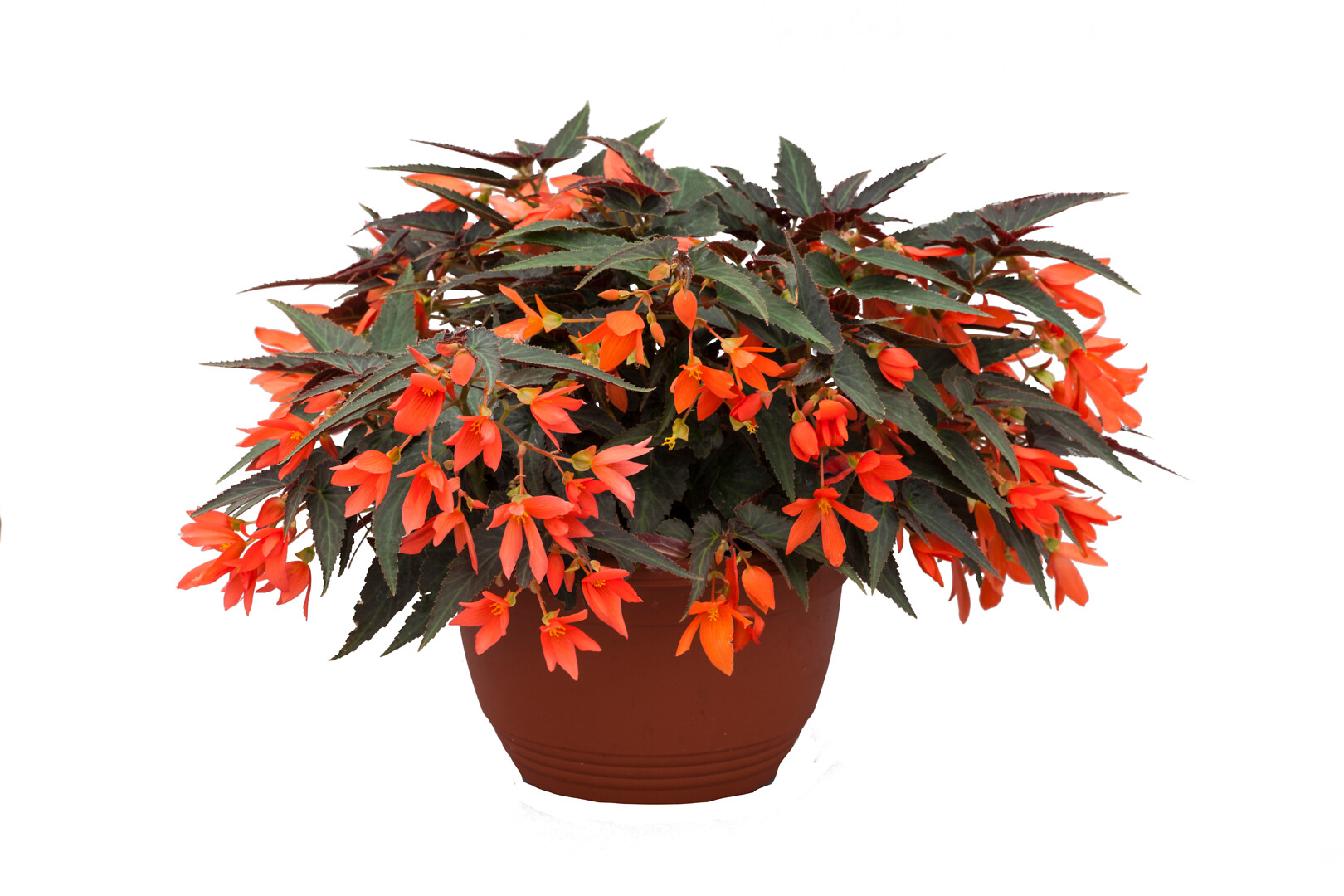 Begonia boliviensis Bossa Nova Night Fever Papaya