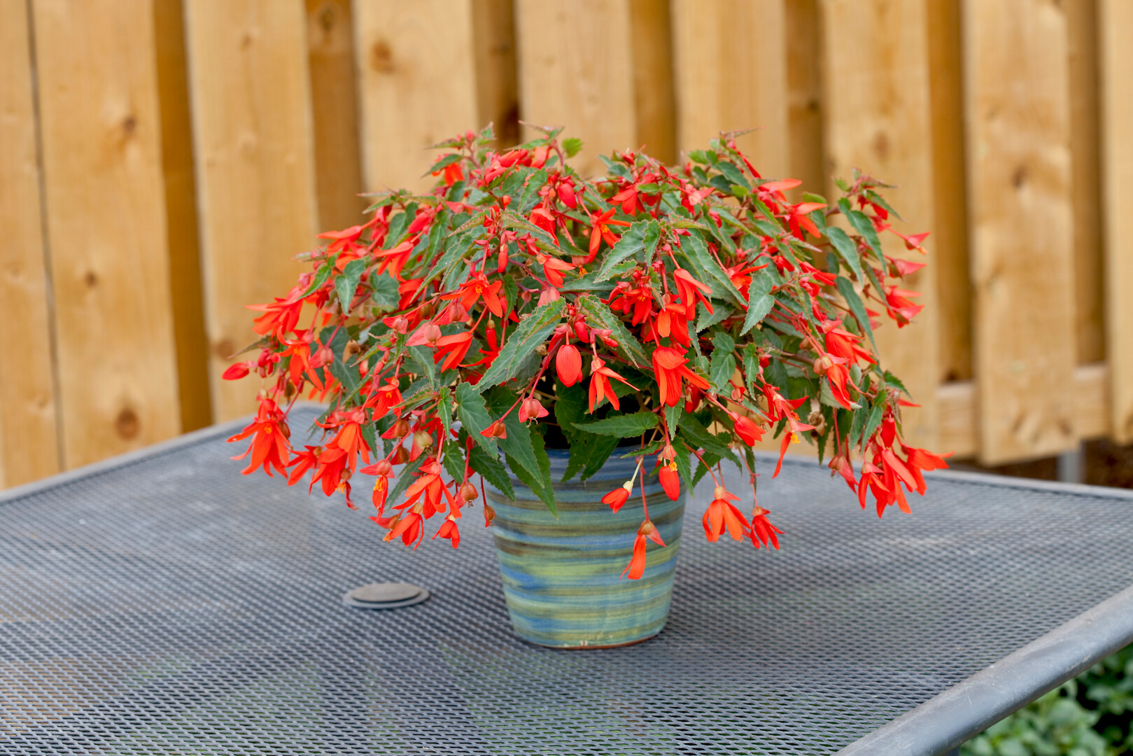 Begonia boliviensis Bossa Nova Orange