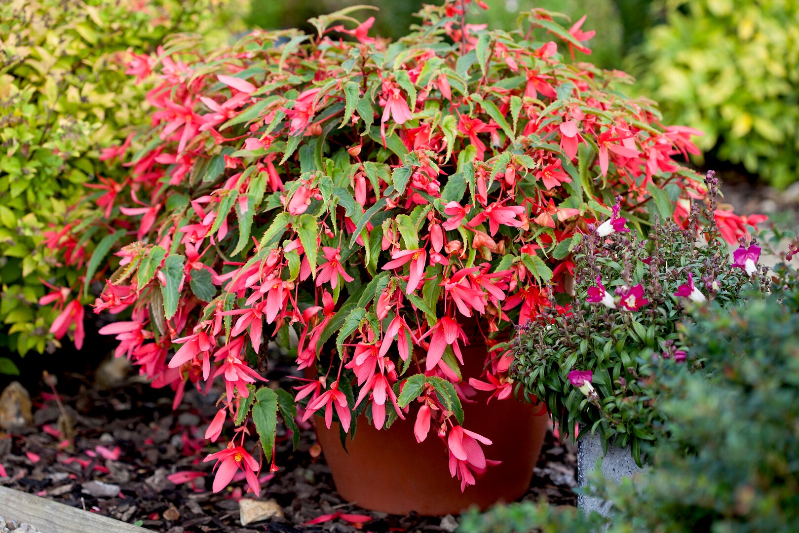 Begonia boliviensis Bossa Nova Pink Glow
