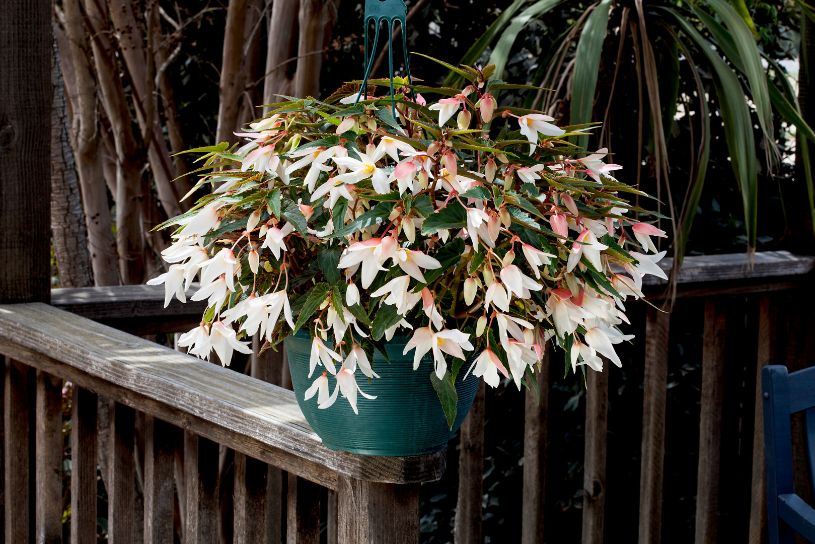Begonia boliviensis Bossa Nova Pure White