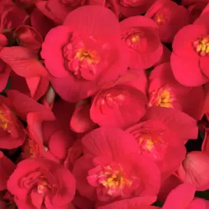 Begonia elatior hybrid Belove Cherry®