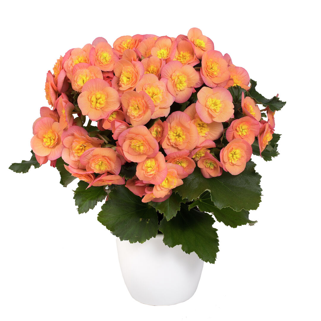 Begonia elatior hybrid Belove Peach®