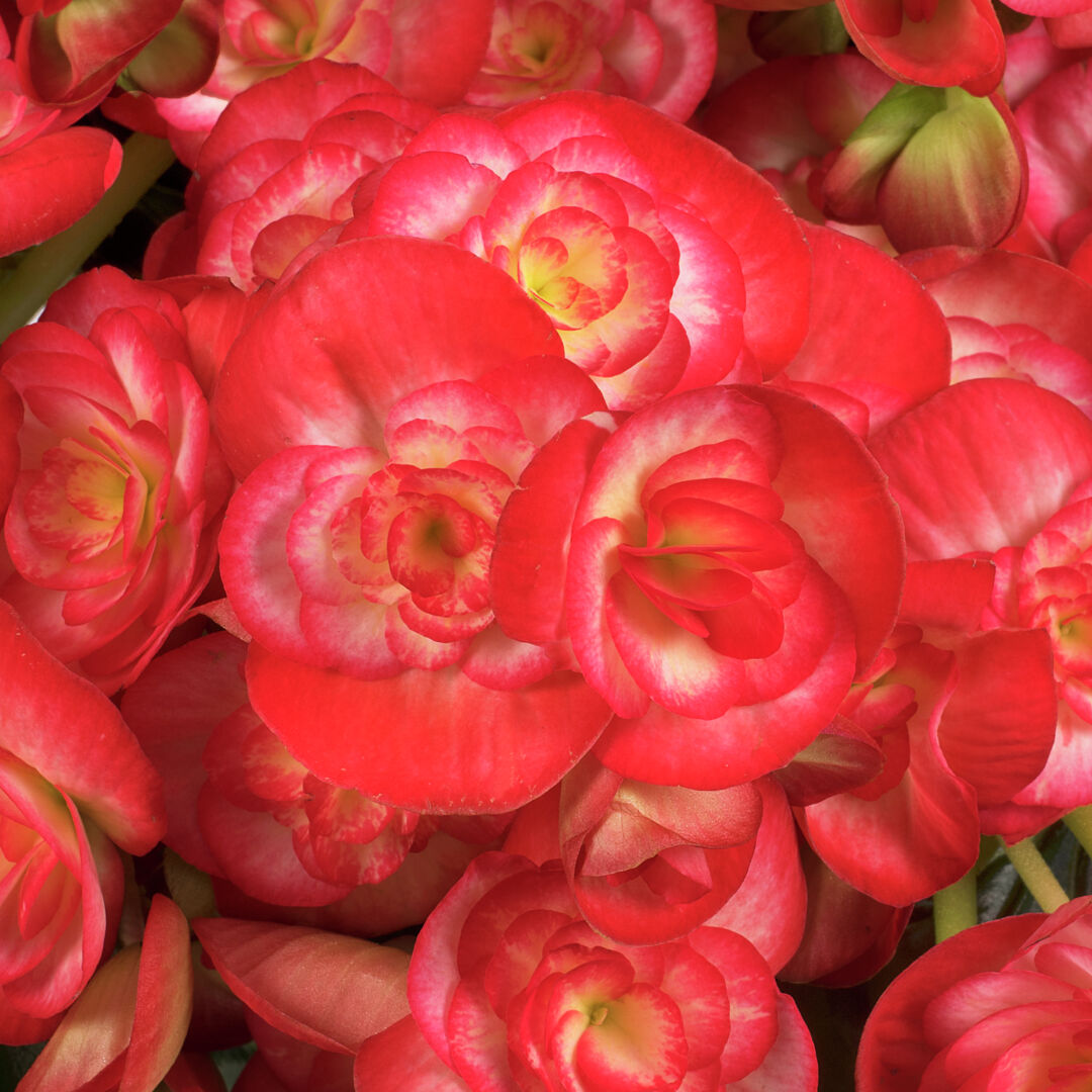 Begonia elatior Rolinde®