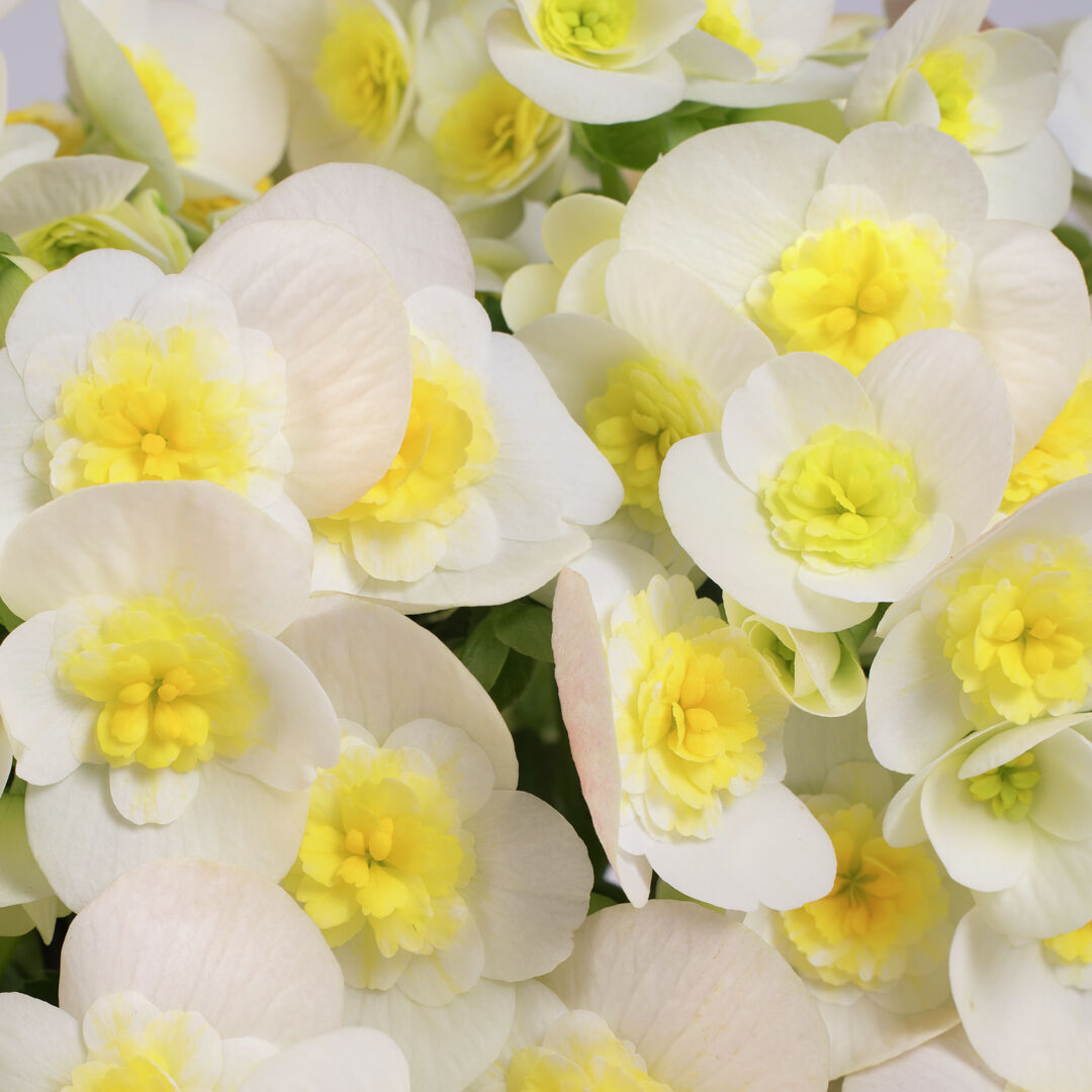 Begonia elatior hybrid Valentino White®