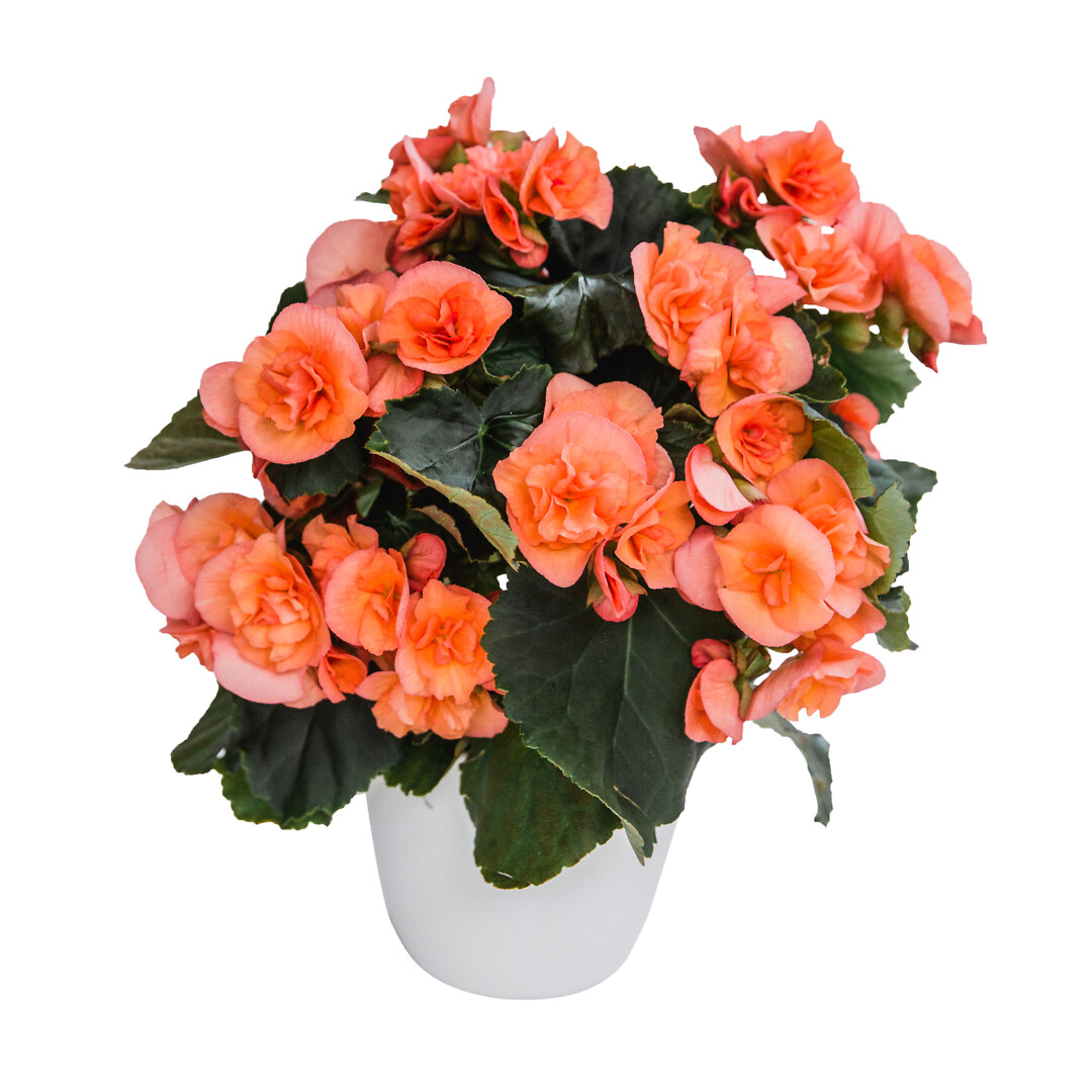 Begonia elatior hybrid Hailey Peach®