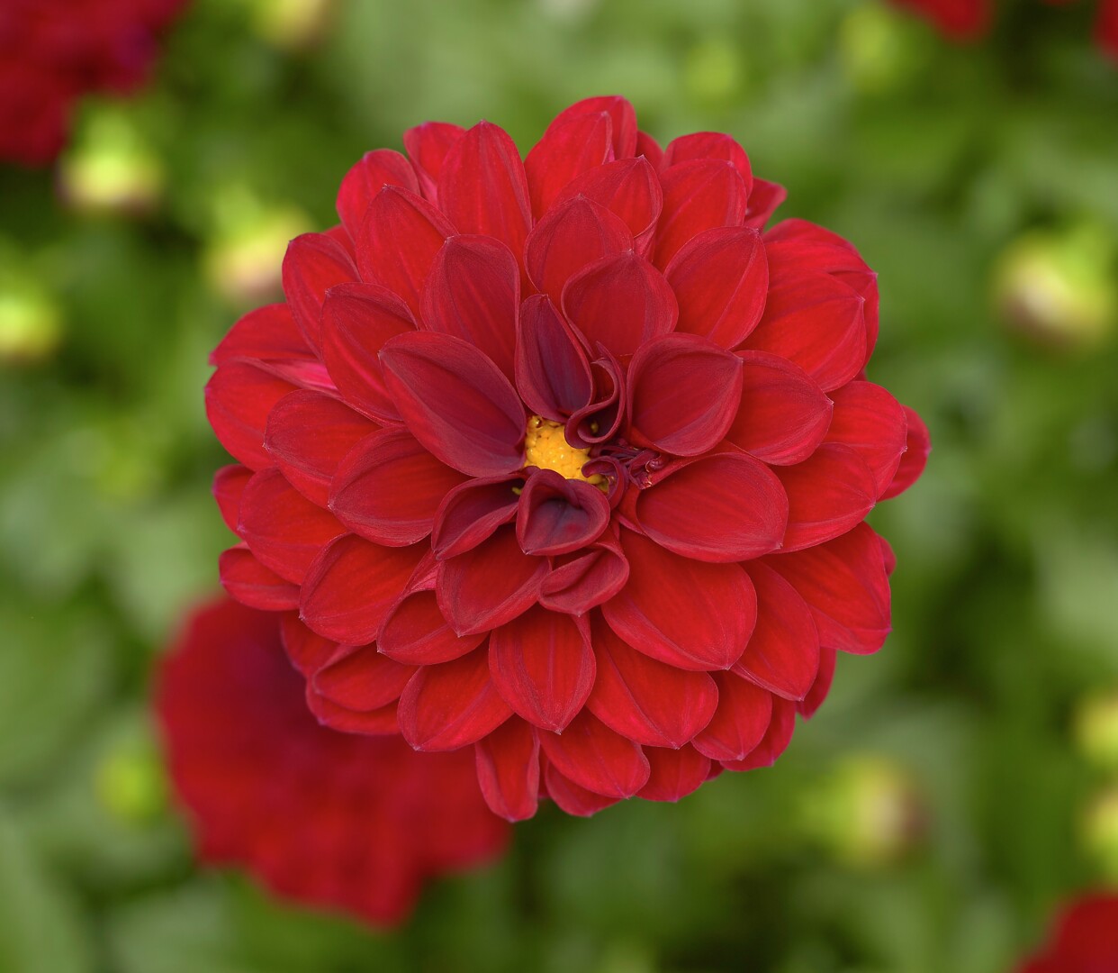 Dahlia x hortensis Midalio Dark Night