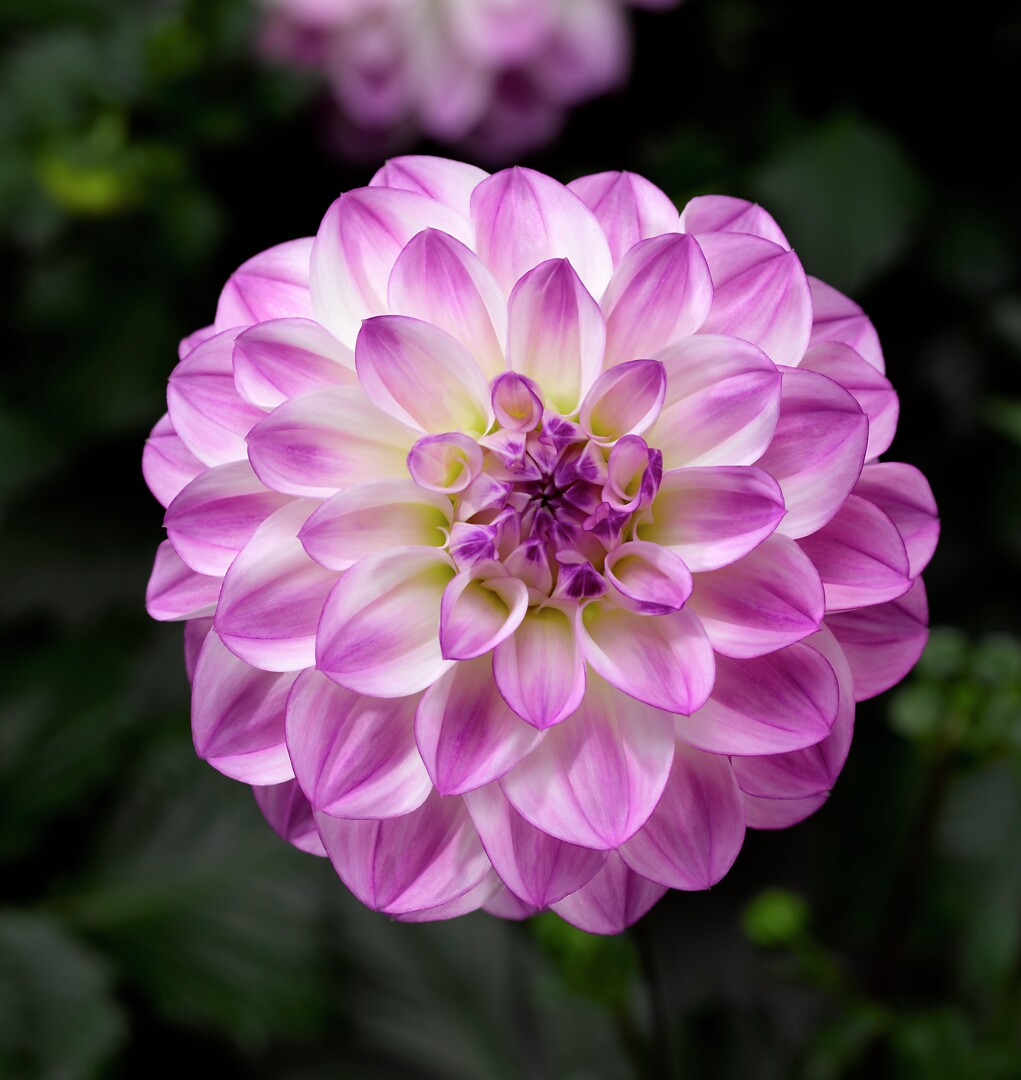 Dahlia x hortensis Grandalia Rose Bicolor