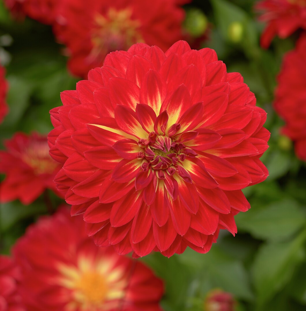 Dahlia x hortensis Grandalia Scarlet Orange