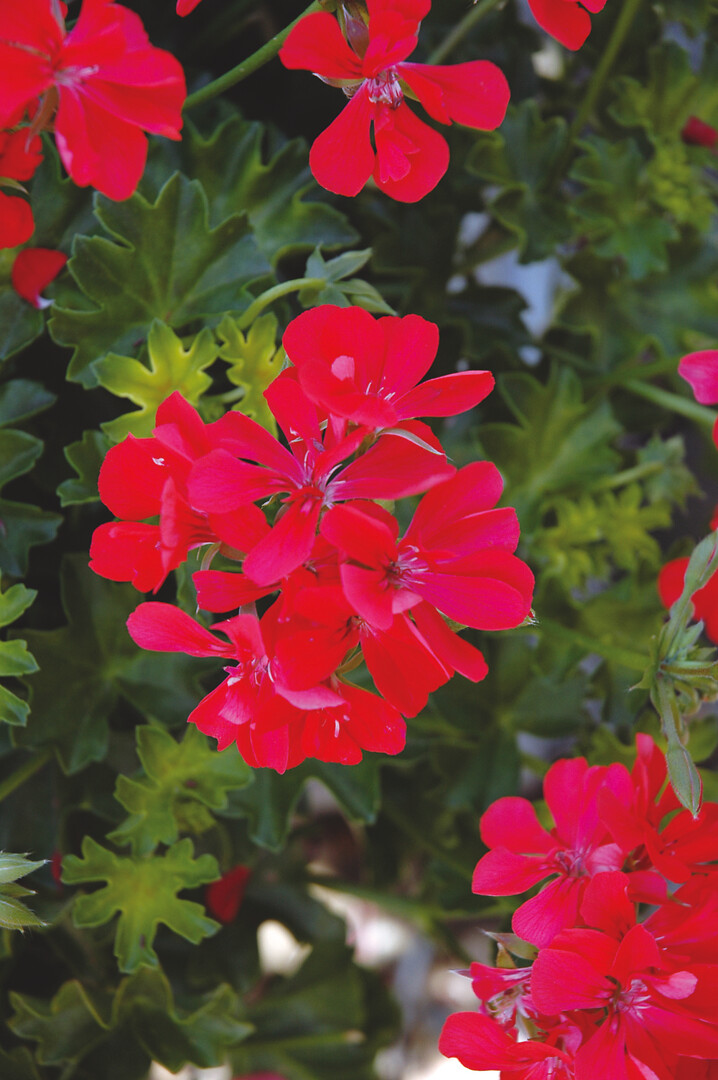 Pelargonium peltatum Temprano Narina