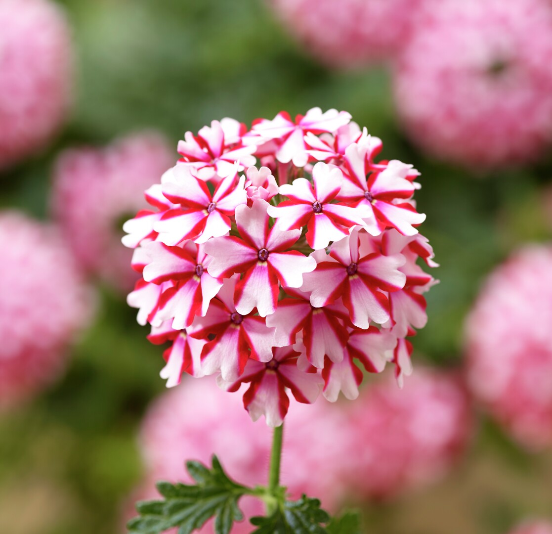 Verbena hybrida Lanai® Candy Cane