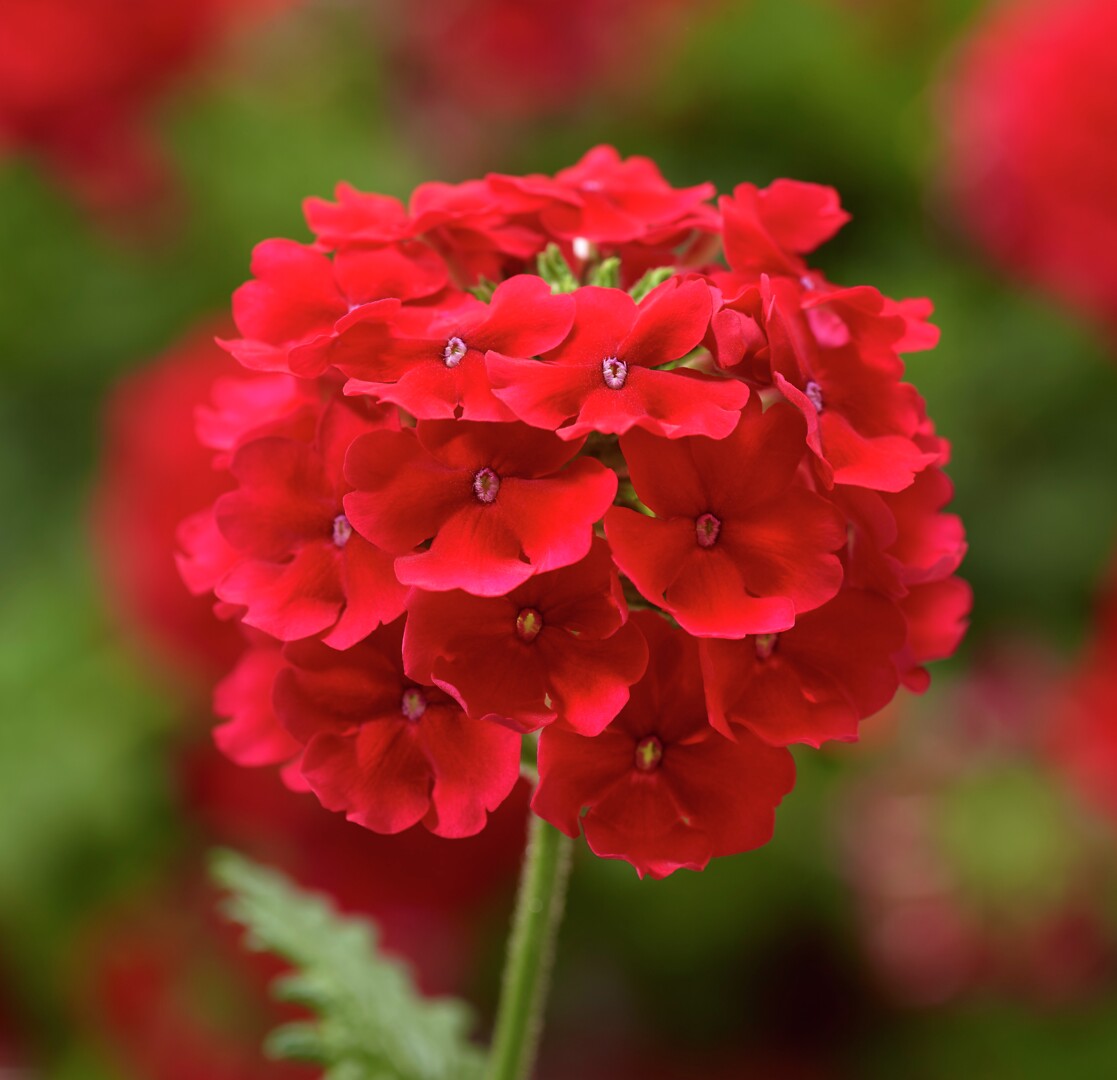 Verbena hybrida Lanai® Scarlet