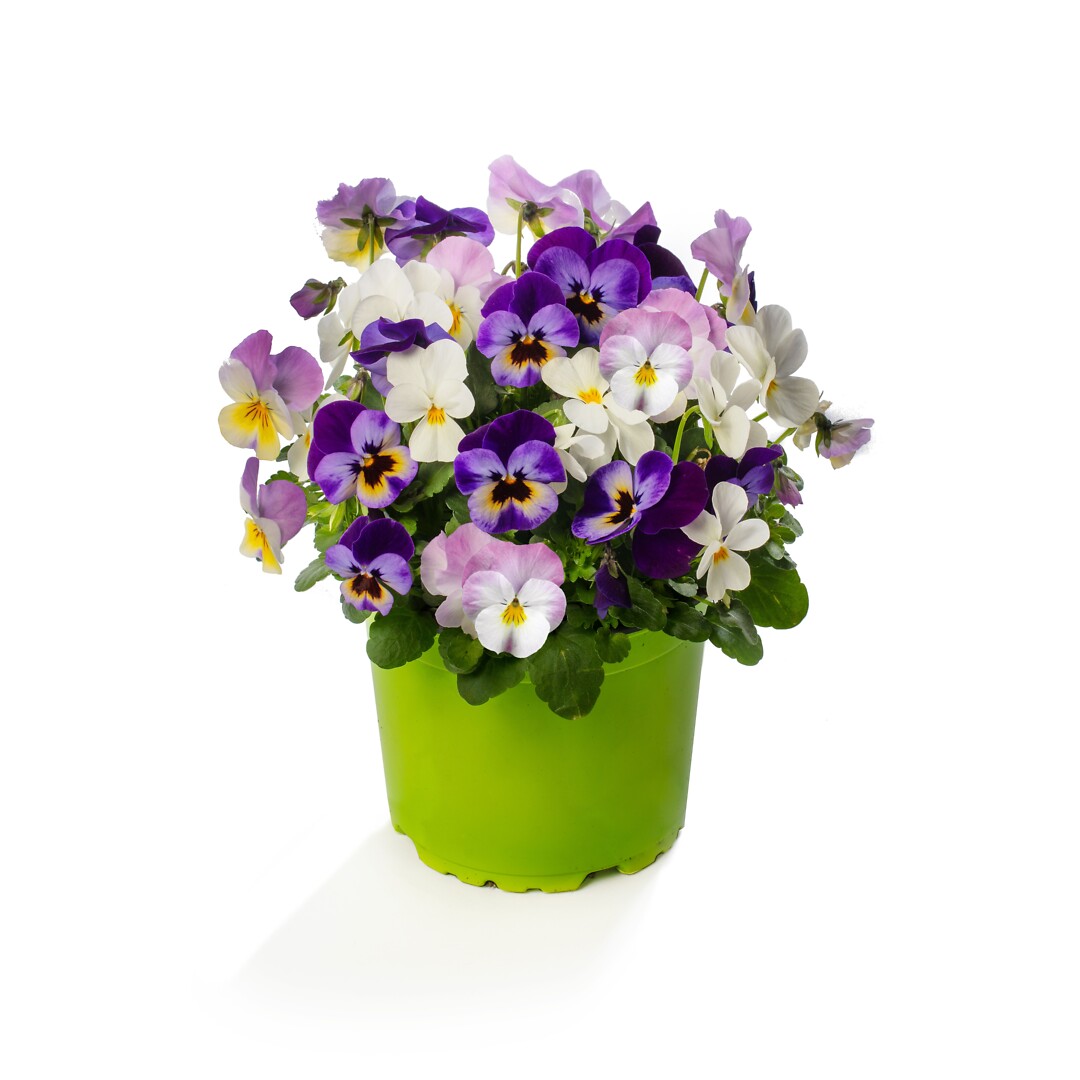 Viola cornuta Deltini Crystal Fire Triomix