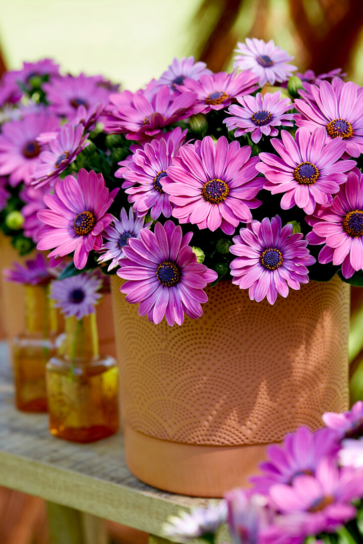 Osteospermum ecklonis Señorita® Davina