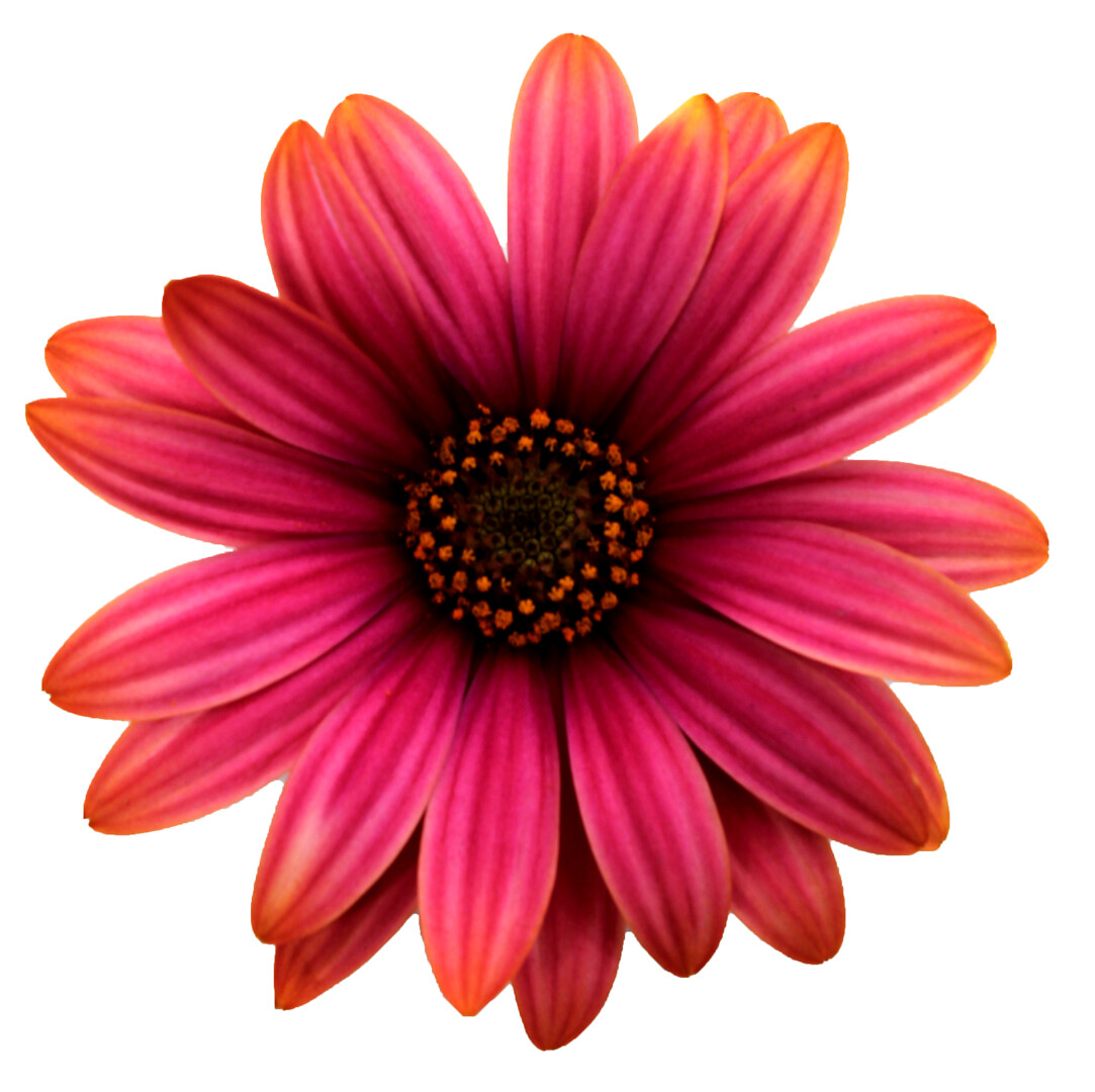 Osteospermum ecklonis Señorita® Havilah