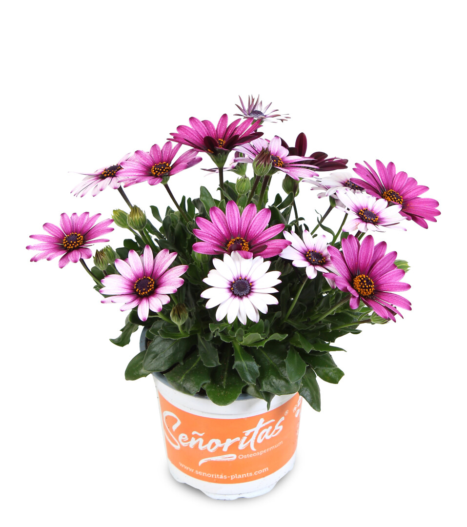 Osteospermum ecklonis Señorita® Linda
