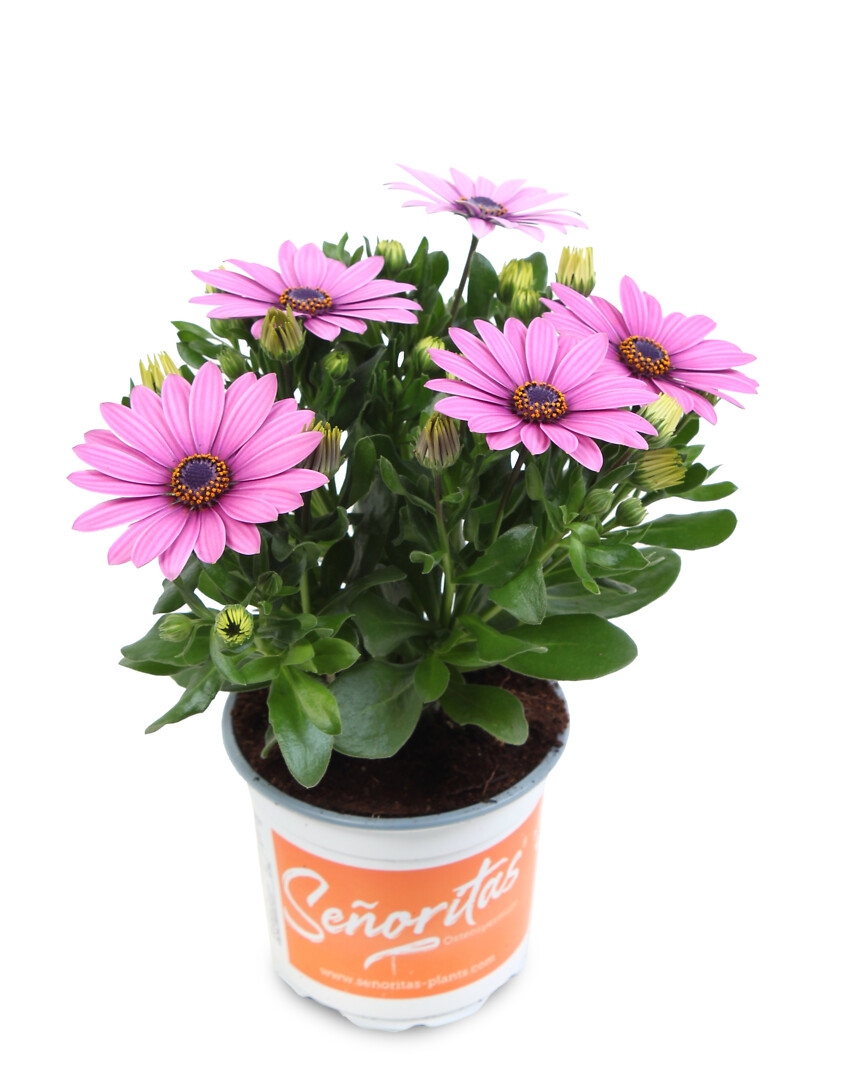 Osteospermum ecklonis Señorita® Lola