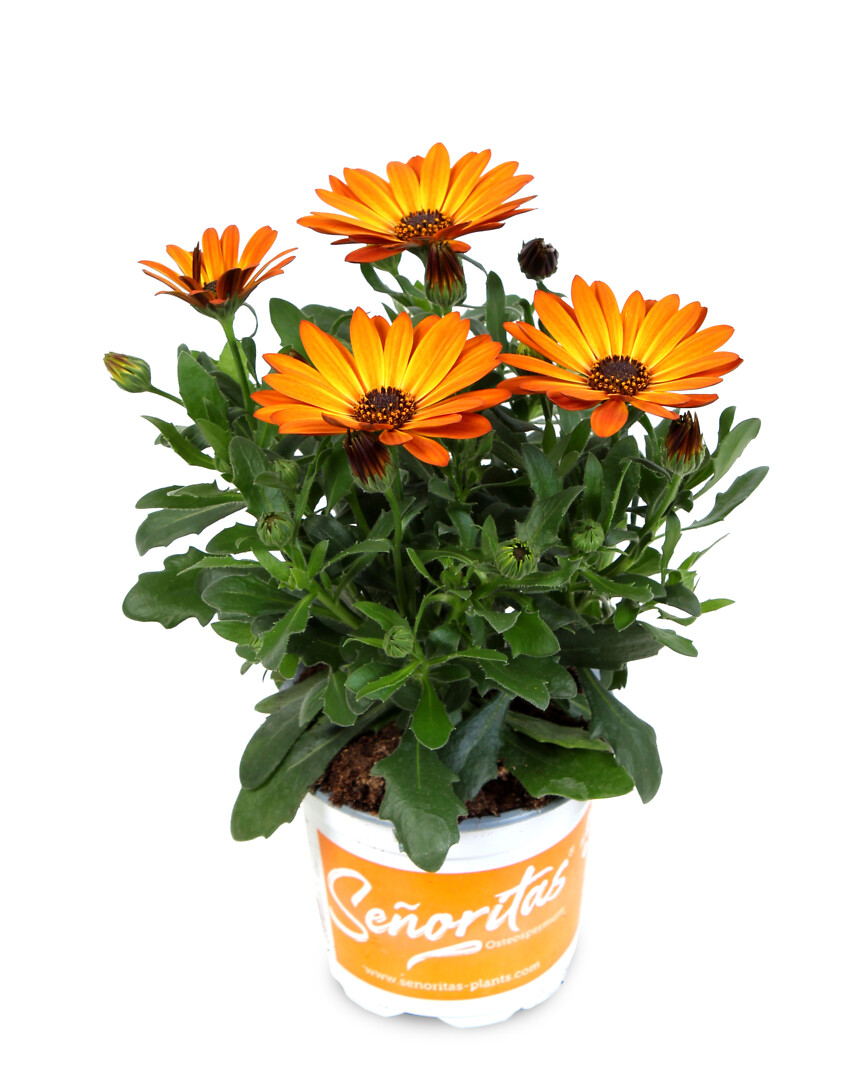 Osteospermum ecklonis Señorita® Lucia