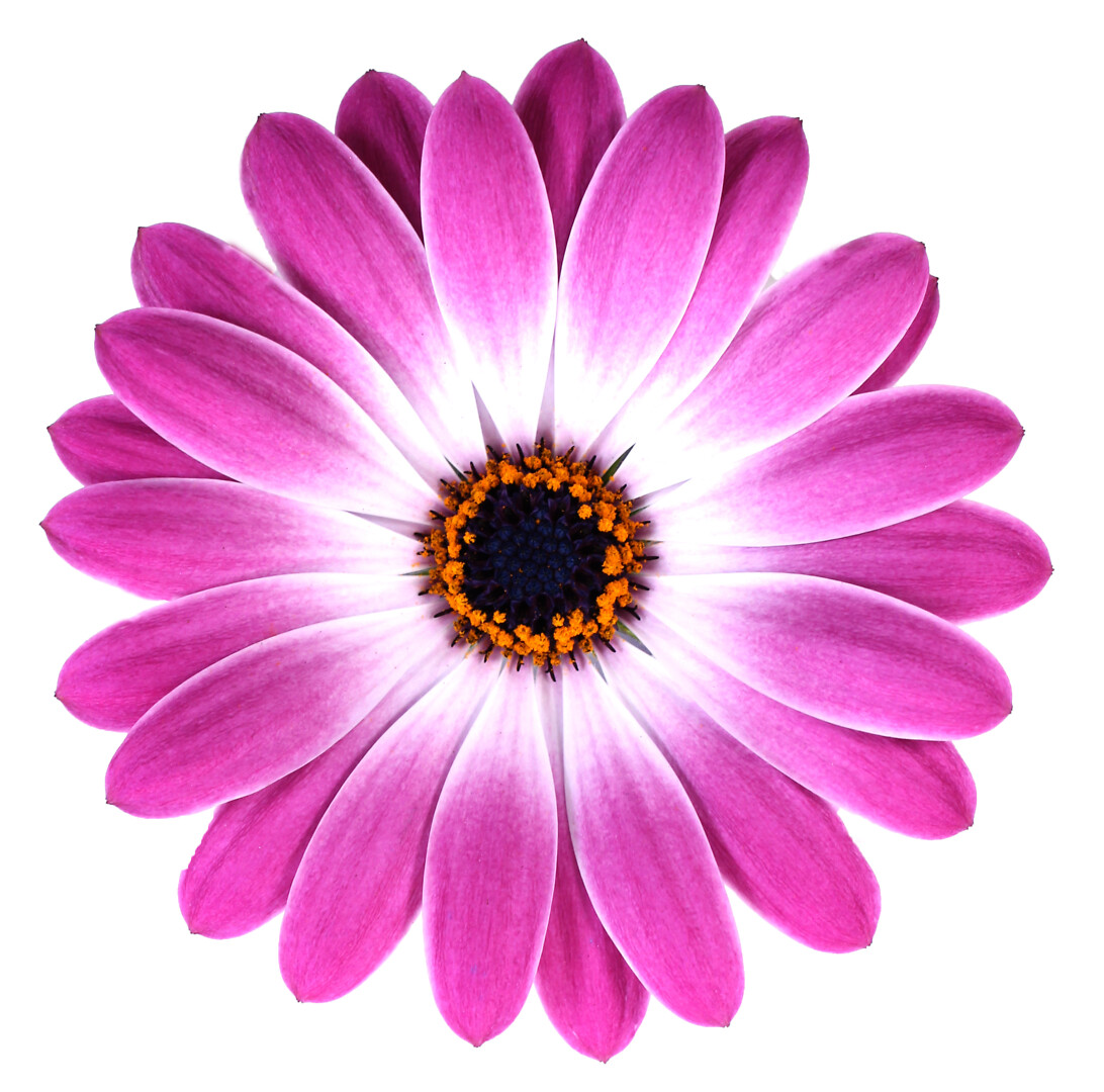 Osteospermum ecklonis Señorita® Monica