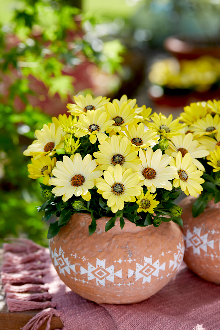 Osteospermum ecklonis Señorita® Nina
